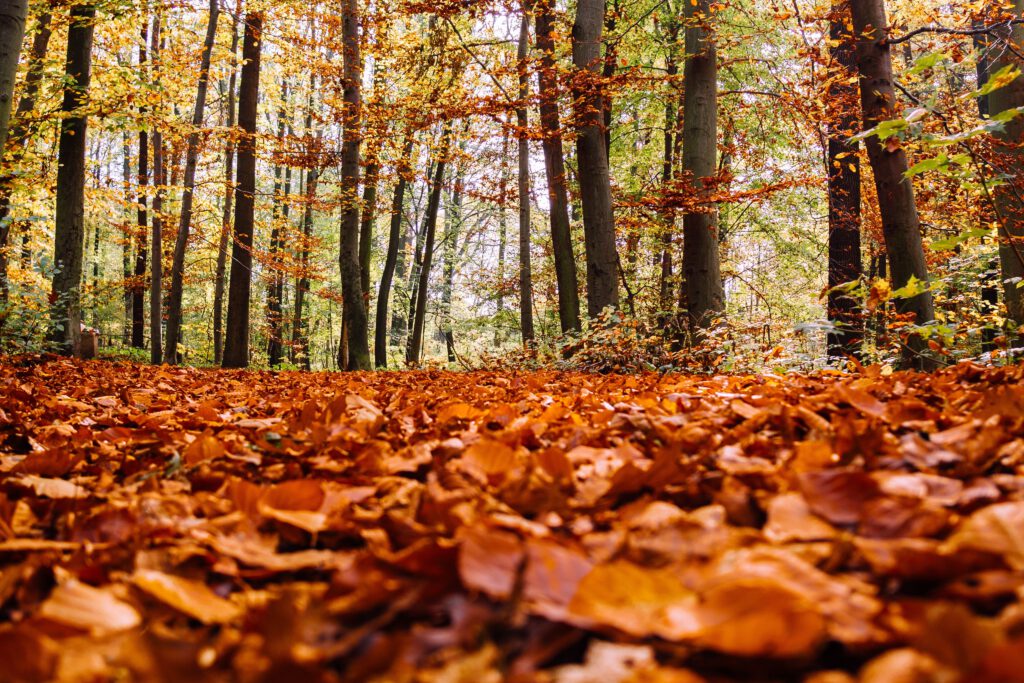 Herbst, Vitamin D und Immunsystem Stärkung durch Sanomotion STRENGTH. Vitamin D Prävention im Herbst. Herbst Nährung.