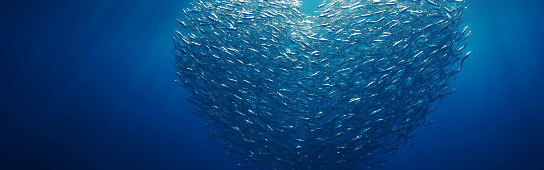 Herz aus Fischen im Meer