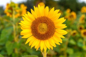 Sunflower natural background, Sunflower blooming in spring.